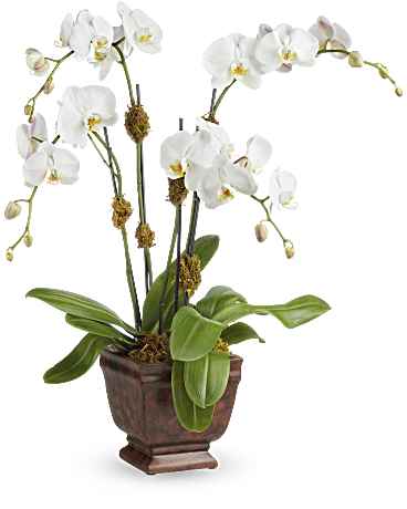 Blossoming Orchid Plant